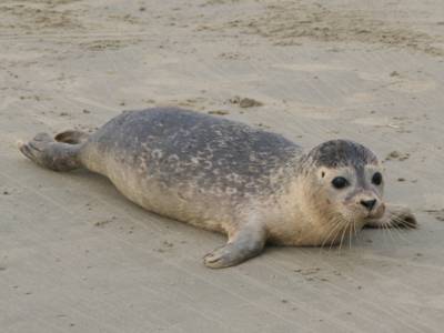 Junger Seehund auf Sandbank