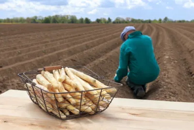 Spargel