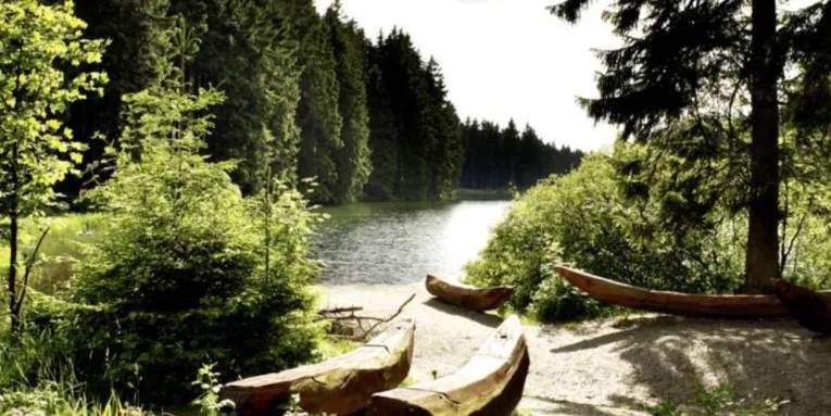 Sonnendurchfluteter Waldsee mit geschnitzten Holzbooten am Ufer, umgeben von dichtem Nadelwald und grüner Vegetation.
