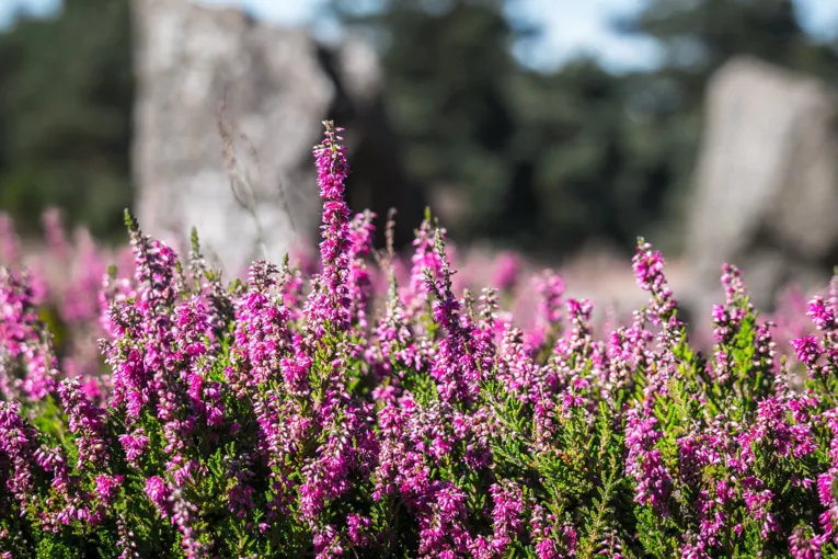 Heideblüte in der Lüneburger Heide