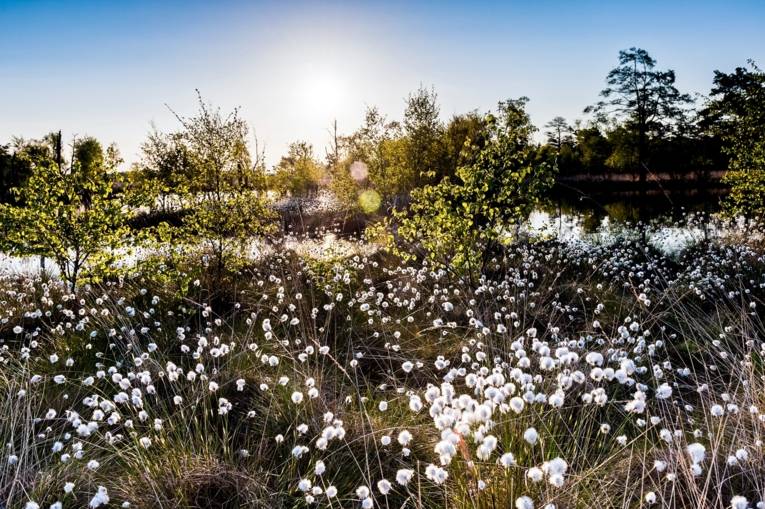 Wollgrasblüte Pietzmoor Lüneburger Heide