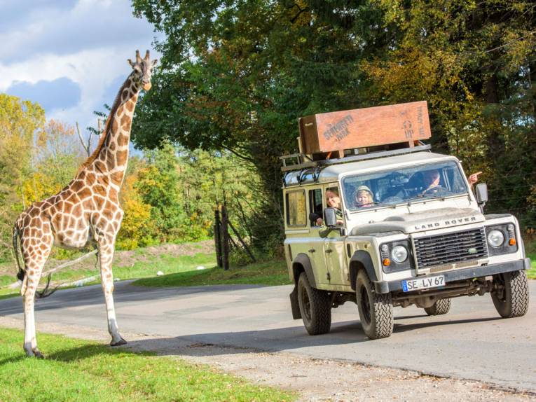 Bei der Serengeti-Safari im Jeep handnah an wilden Tieren vorbeifahren wie Giraffen
