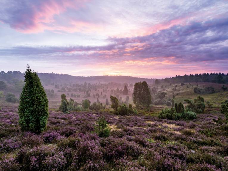 Lüneburger Heide