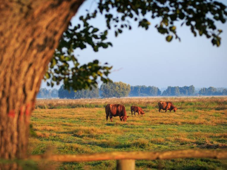 Niedersachsen. Klar. - Die Meerbruchwiesen bei Wunstorf (Region Hannover)