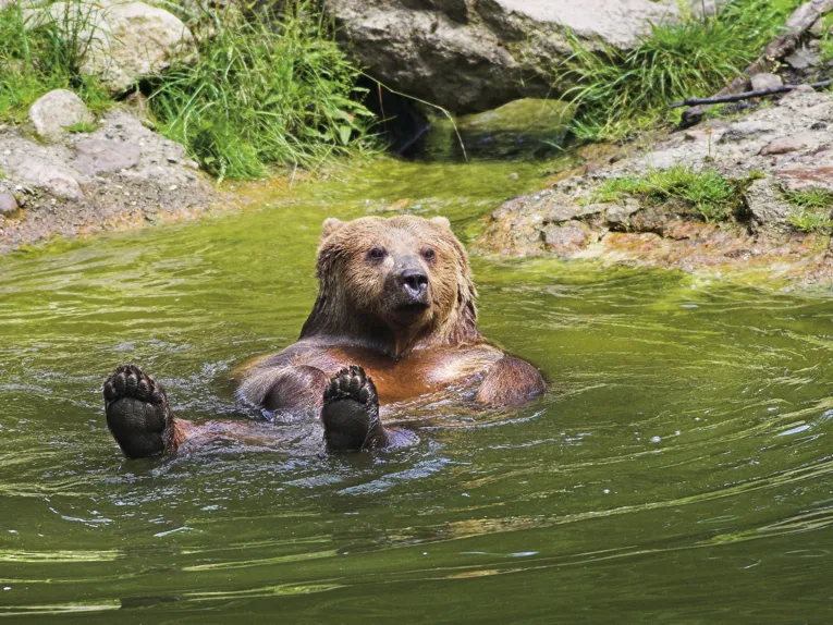 Ein B&auml;r badet im See des Wisentgeheges