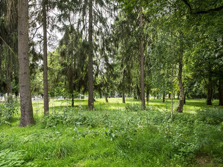 Eine Wildnis-Fläche. 