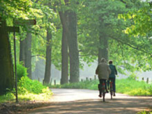 Radfahren in der Allee Radfahren in der Allee
